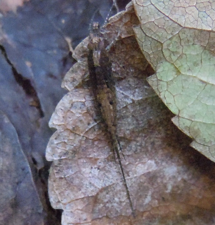 Microcoryphia da identificare